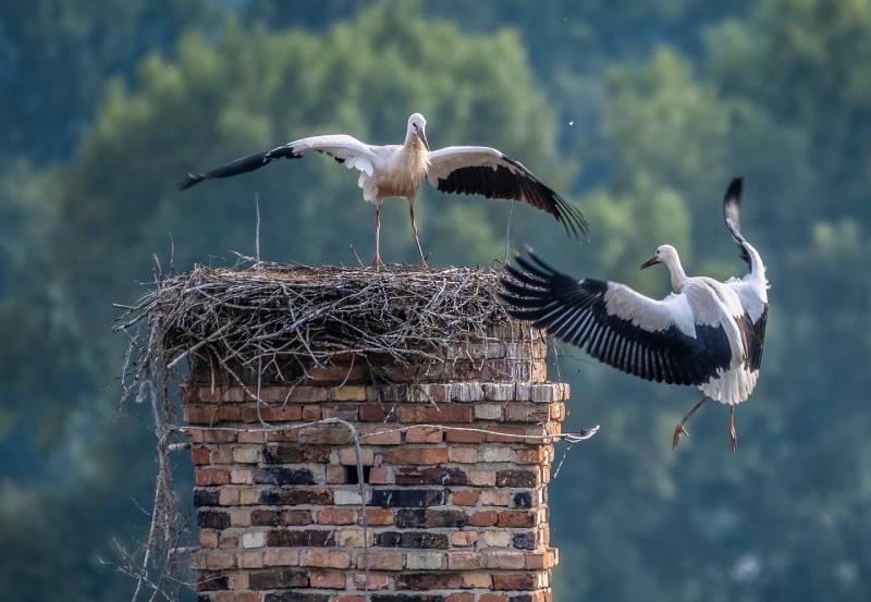 Professional Chimney Animal Removal Services in Hudson Mills, Michigan
