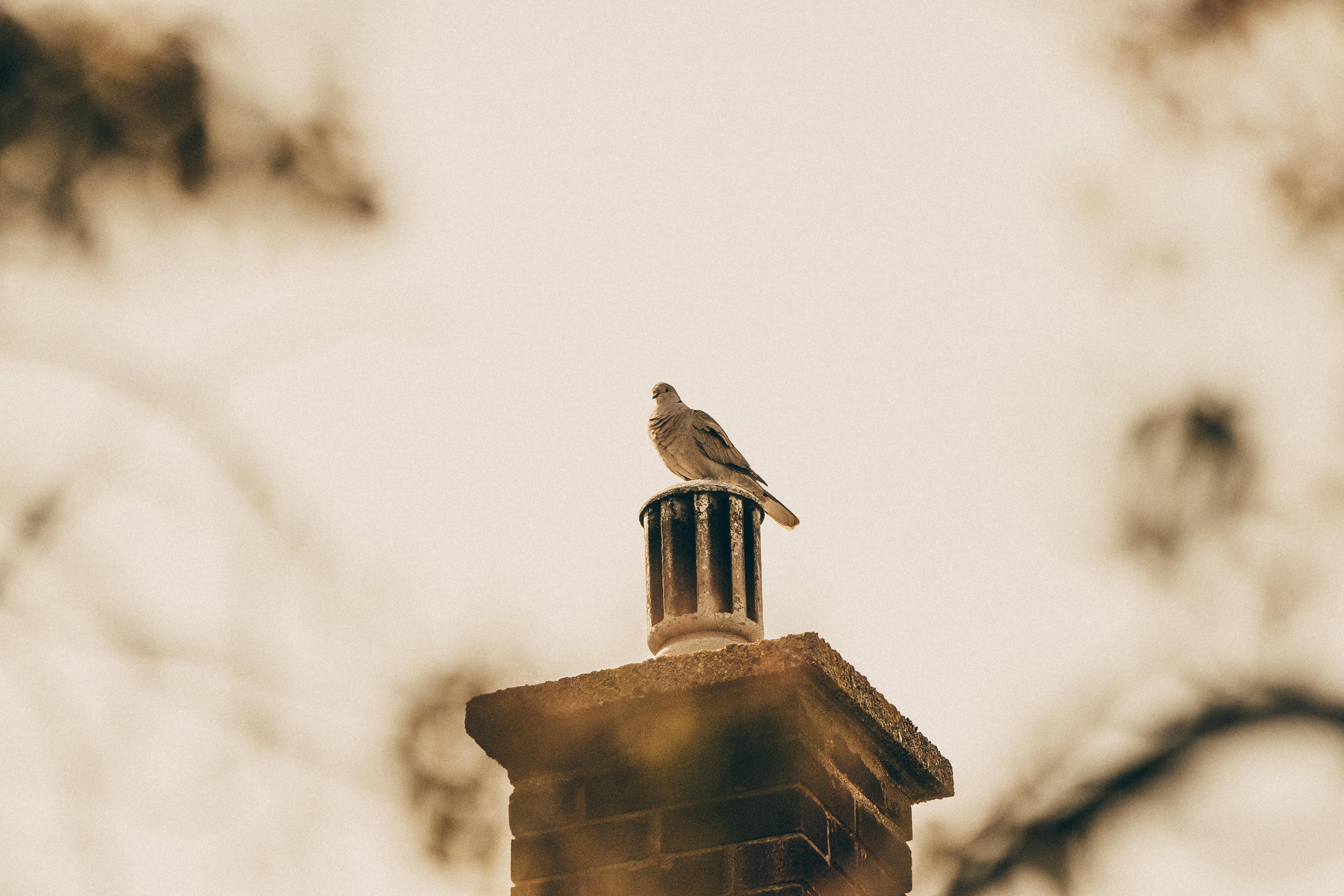 Professional Chimney Cap Installation Services in Hudson Mills, MI Expert Chimney Cap Installation in Hudson Mills, Michigan